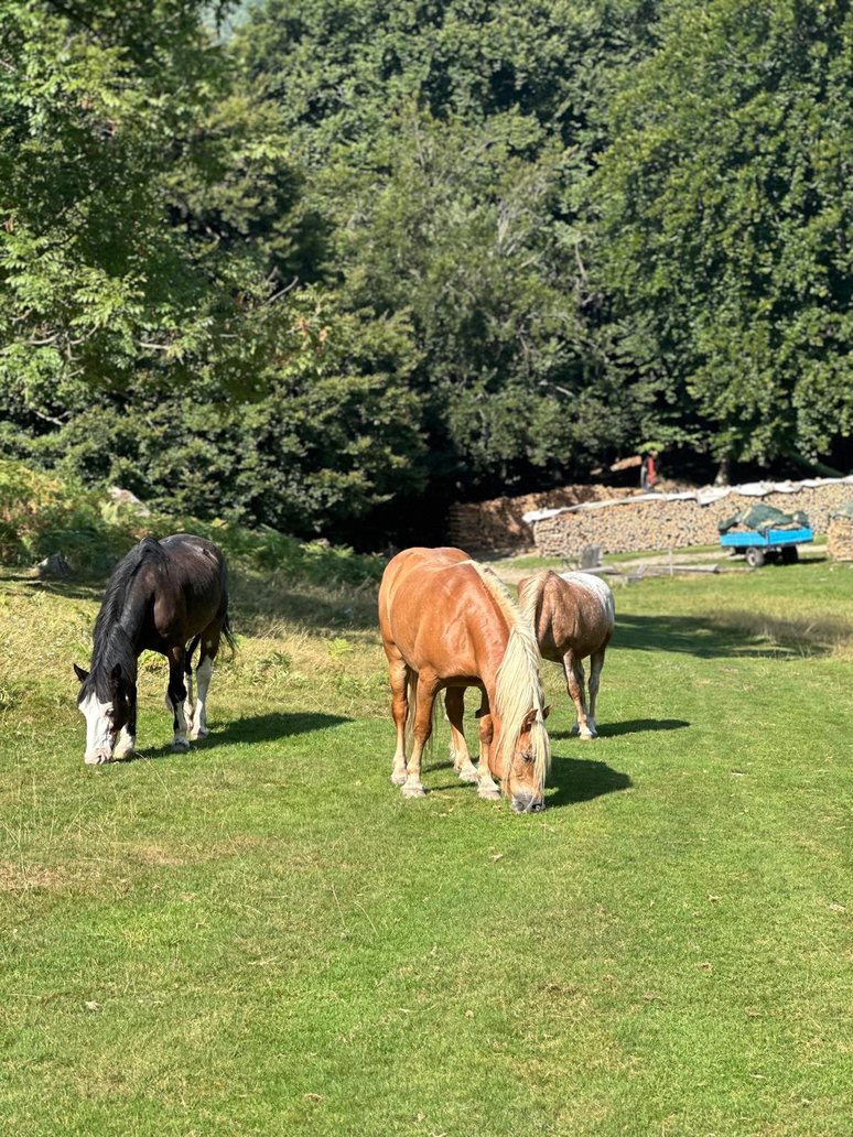Cavalli al pascolo all'Alpe di Lemna