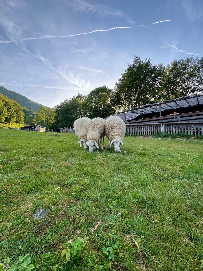 Pecore al pascolo all'Alpe di Lemna