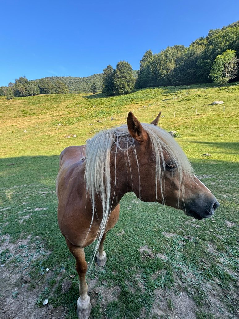 Cavallo nel prato dell'Alpe di Lemna