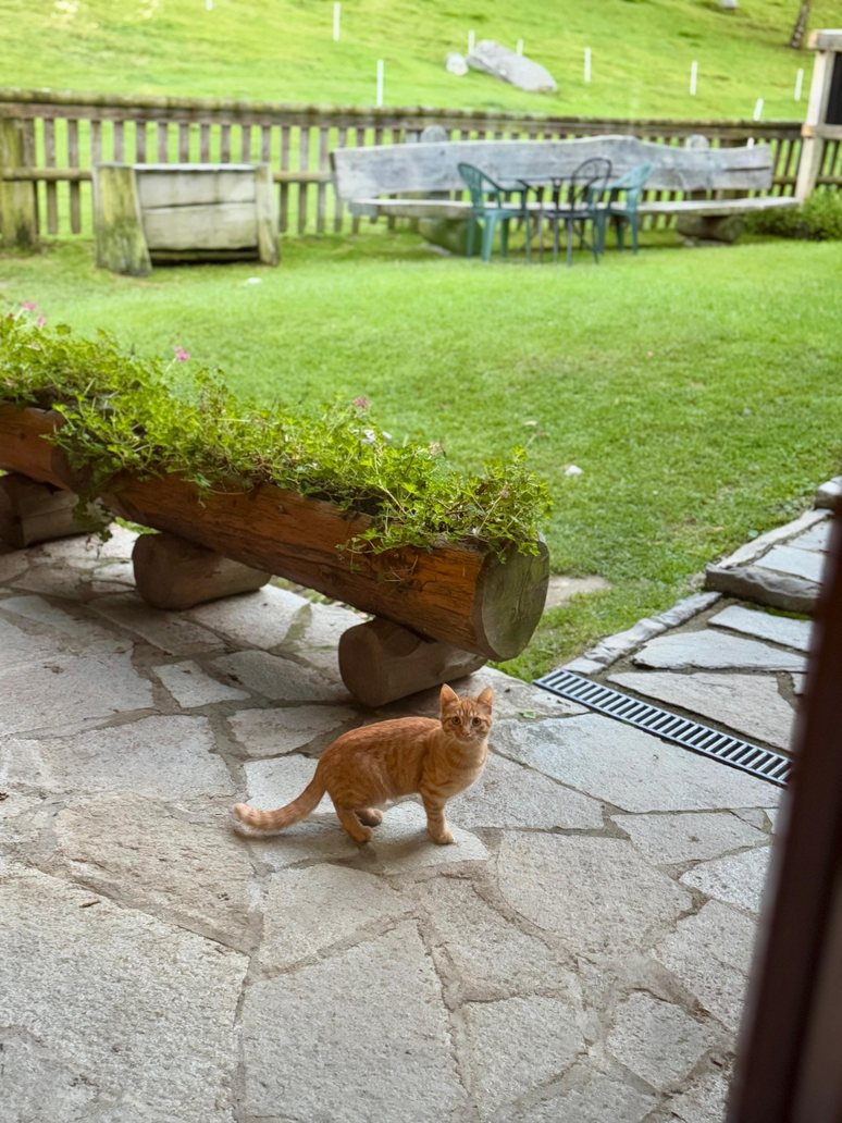 Gatto sul selciato davanti alla baita