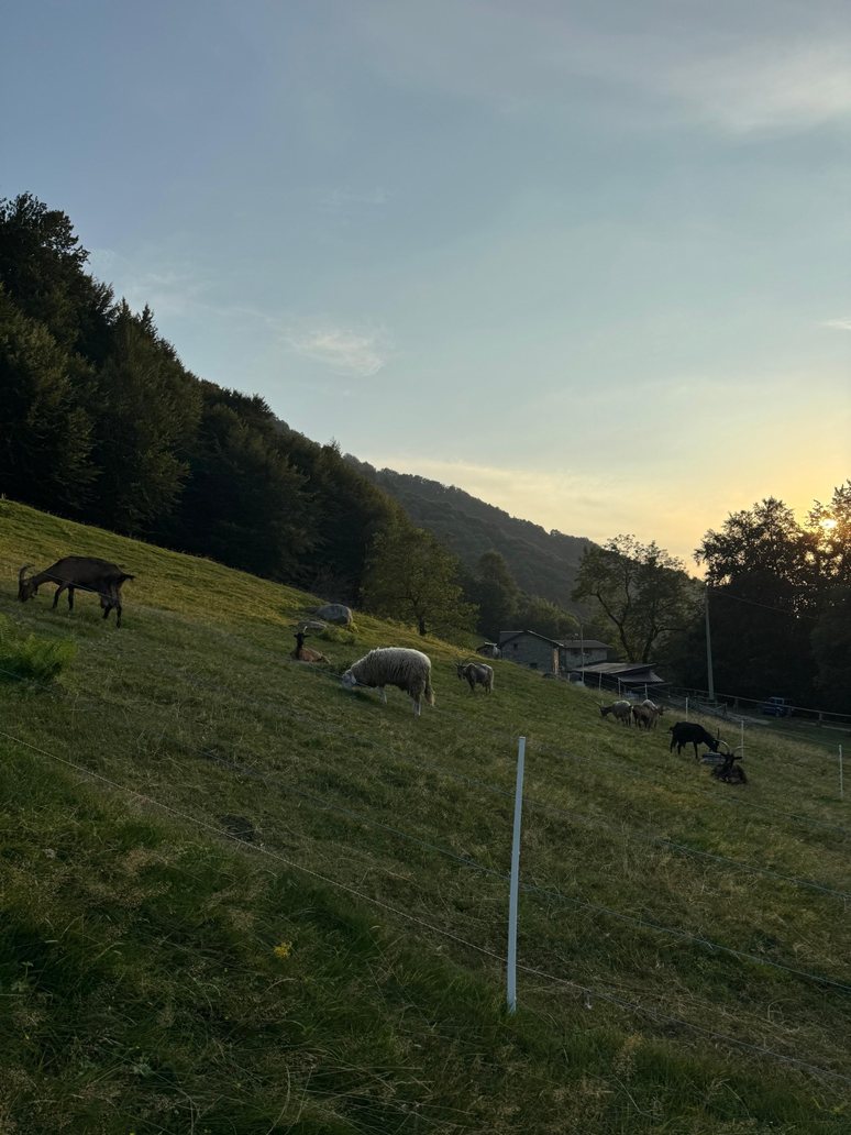 Animali al pascolo al tramonto