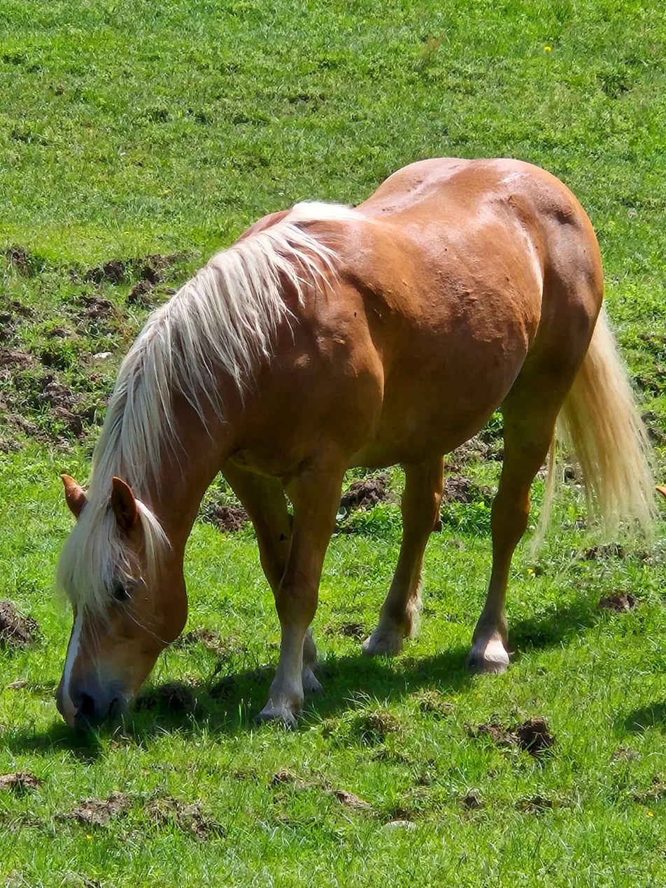 Cavallo al pascolo nei prati dell’Alpe