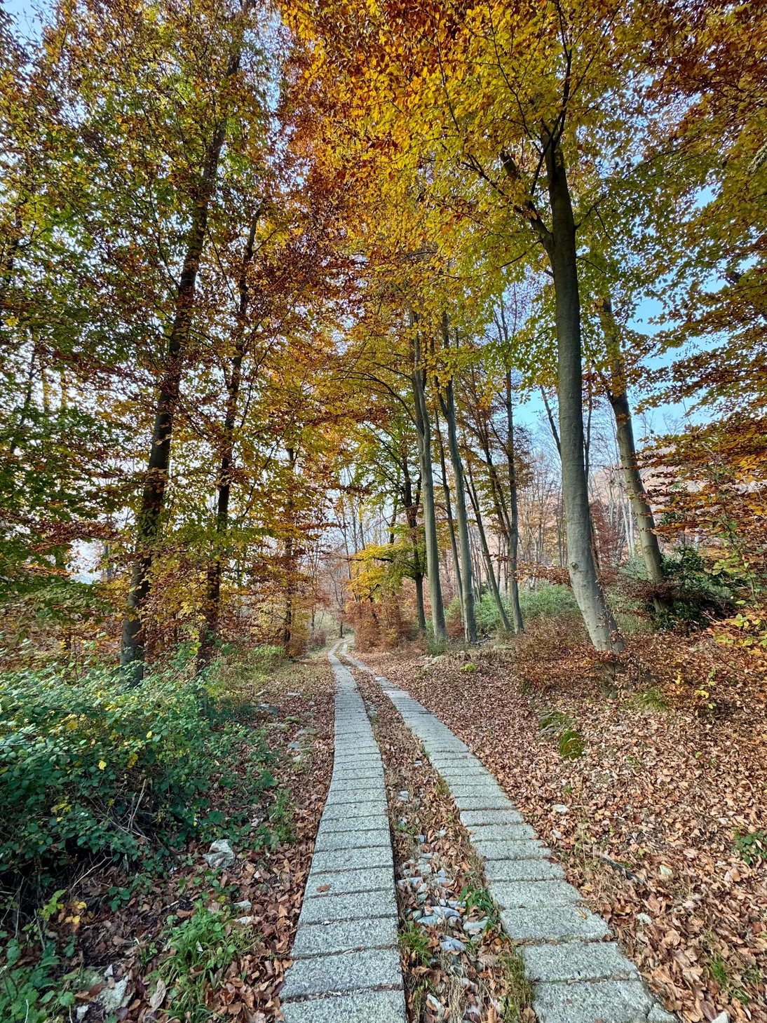 Sentiero tra i colori dell'autunno