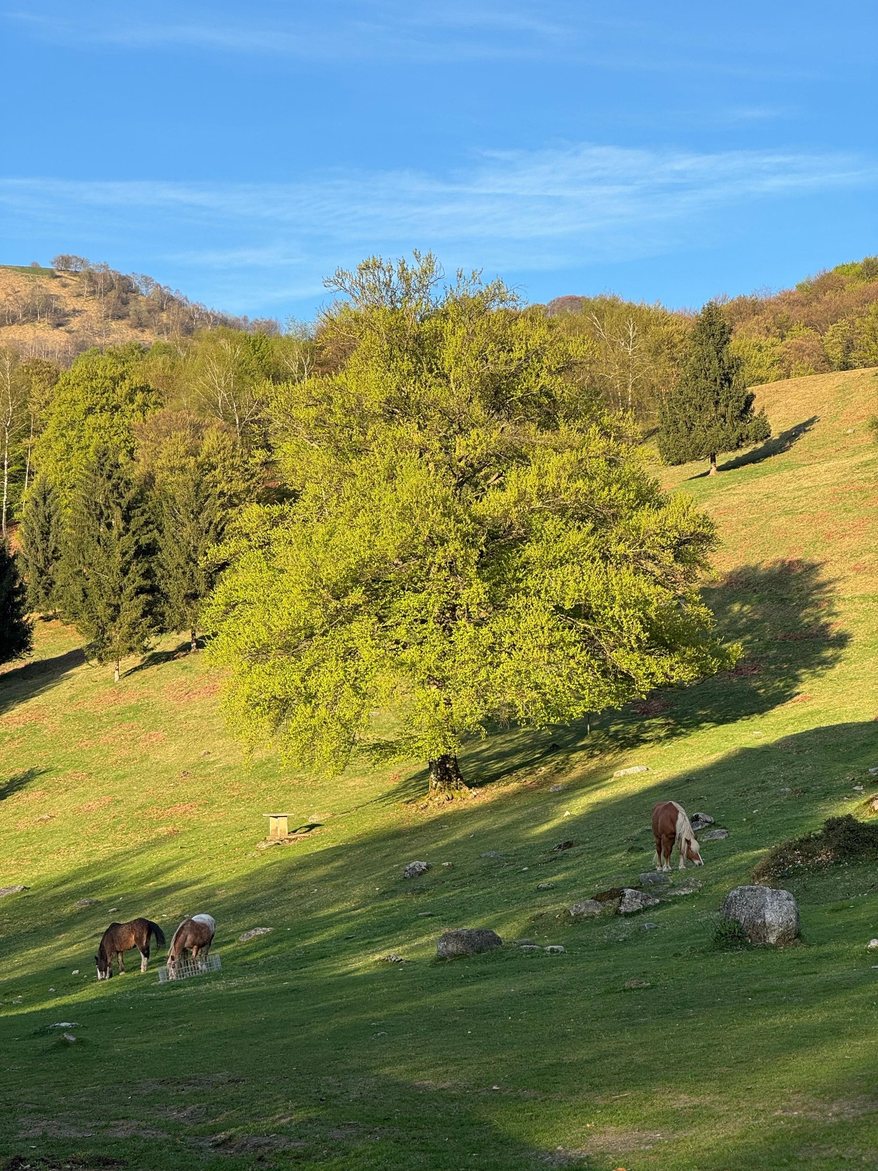 Cavalli al pascolo nei prati estivi dell'Alpe di Lemna