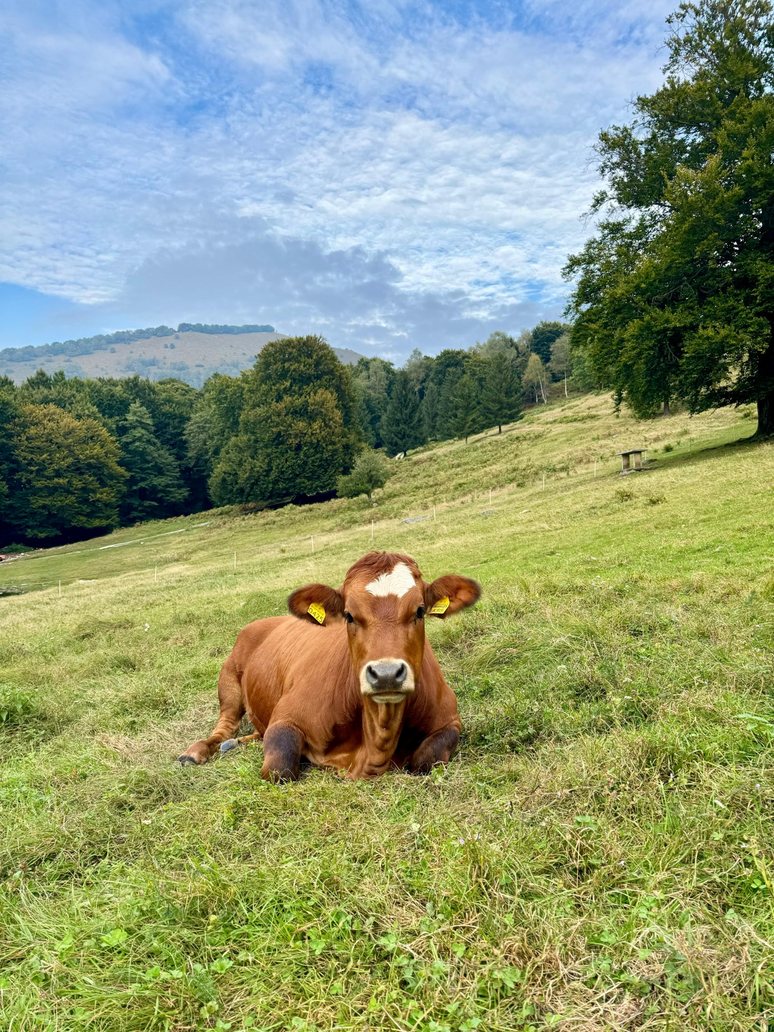 Mucca sdraiata nel prato dell'Alpe