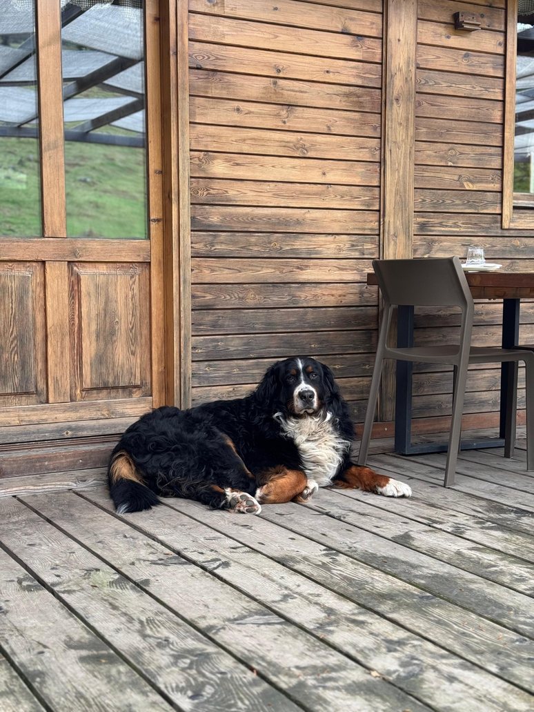 Cane davanti alla baita dell'Alpe