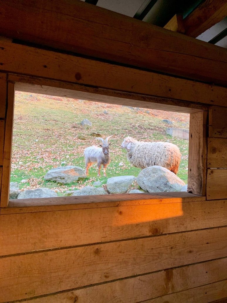 Capra e pecora nel prato, visti dalla finestra della baita