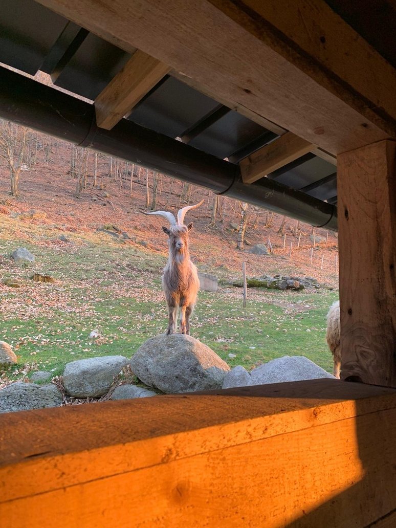 Capra dalle lunghe corna in piedi su un masso, alla luce del tramonto
