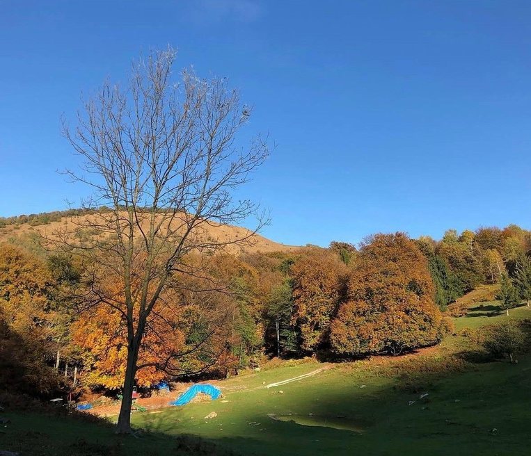 Il grande albero spoglio e il bosco di faggi color rame, in autunno all'Alpe di Lemna