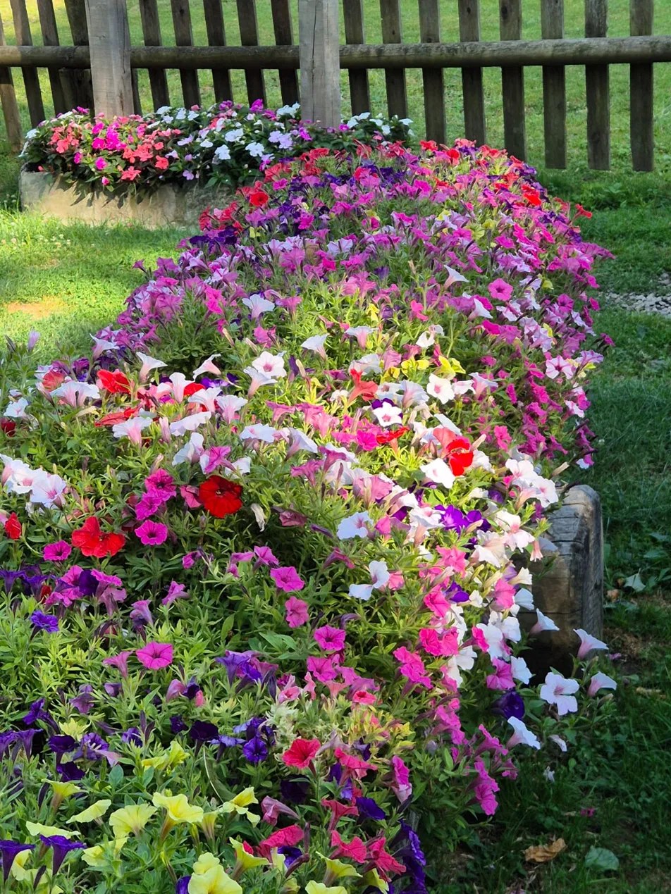 Fioriere colme di petunie colorate in primavera
