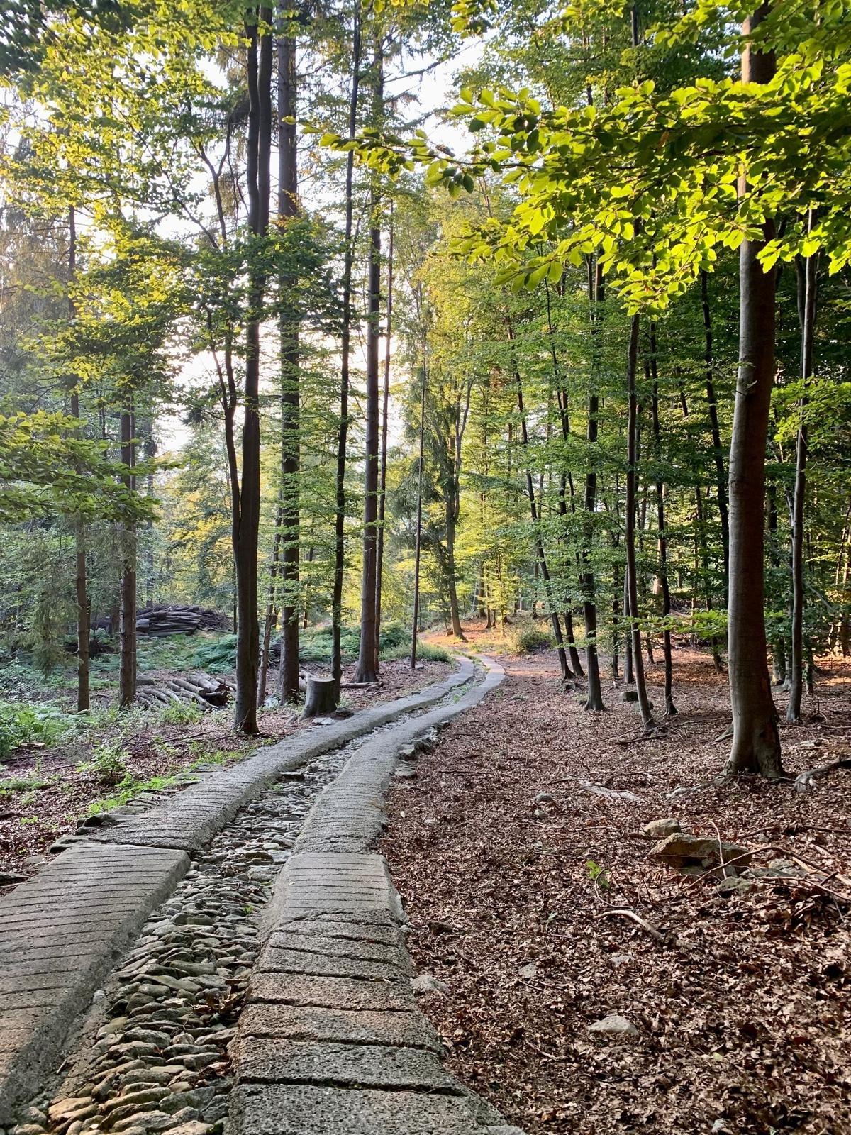 Sentiero nel bosco verso l'Alpe