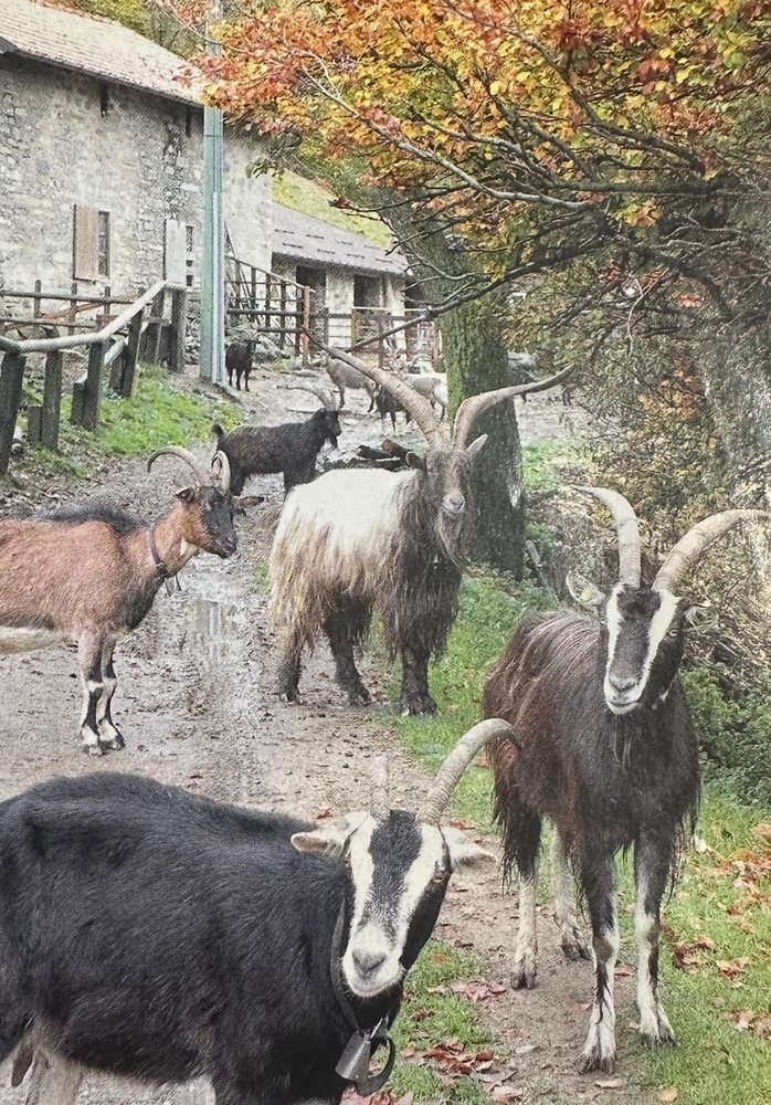 Le capre dell'Alpe lungo la mulattiera fra le baite, in autunno