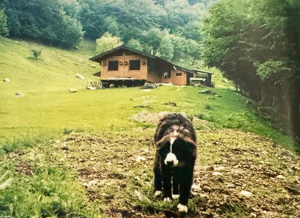 Lo chalet in legno costruito da Algo, nel prato, con uno dei cani pastore in primo piano